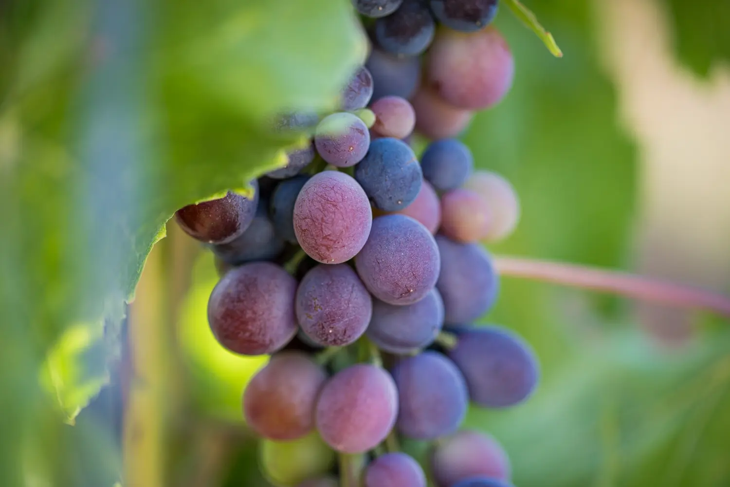 Illustration cépages